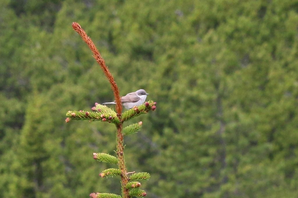 Bigiarella  (Sylvia curruca)